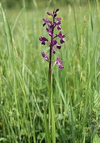 image Anacamptis_laxiflora.jpg (0.2MB)