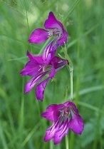 image Gladiolus_palustris.jpg (0.2MB)