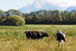 image Prairie_3_pturage.jpg (9.9MB)