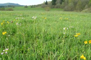 image Prairie_humide_2_exemple.jpg (3.8MB)