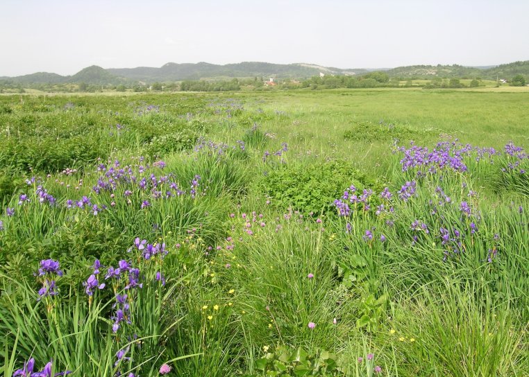 image Prairies_humides_1_Prsentation.jpg (3.7MB)
