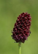 image Sanguisorba_officinalis.jpg (0.1MB)