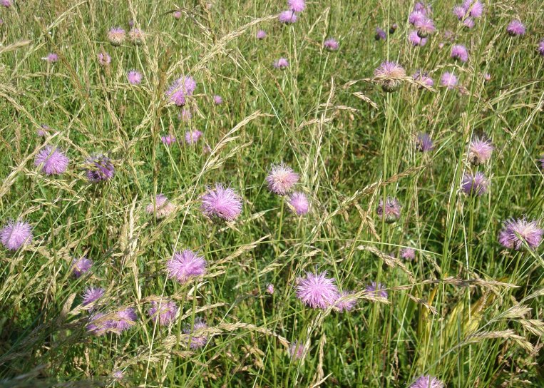 image Prairie__serratule_1_Prsentation.jpg (4.1MB)
