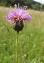 image Prairie__serratule_2_Klasea_lycopifolia.jpg (3.0MB)