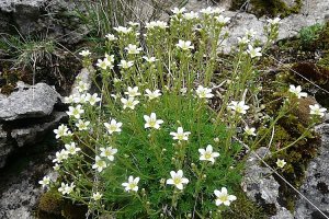 image Dalle_3_saxifraga_tridactylite.jpg (0.5MB)