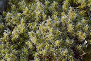 image Dalle_4_racomitrium_elongatum.jpg (0.5MB)