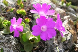 image Paroi_2_primula_pedemontana.jpg (0.3MB)