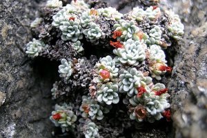 image Paroi_3_androsace_vandelli.jpg (0.4MB)