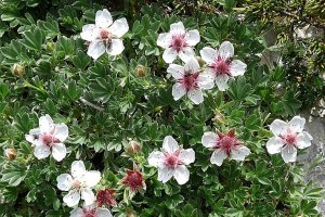 image Paroi_4_potentilla_nitida.jpg (0.6MB)