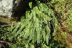image Paroi_5_asplenium_trichomanes.jpg (0.5MB)