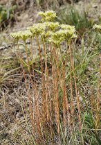 image Sedum_sediforme.jpg (0.5MB)
