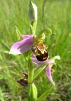 image Prairie_serratule_14_Ophrys_abeille.jpg (1.6MB)