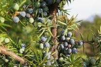 image Juniperus_communis_subsp_communis.jpg (0.4MB)