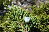 image Juniperus_sabina.jpg (0.4MB)