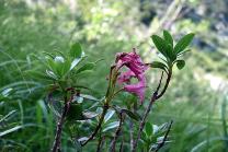 image Rhododendron_hirsutum.jpg (0.4MB)